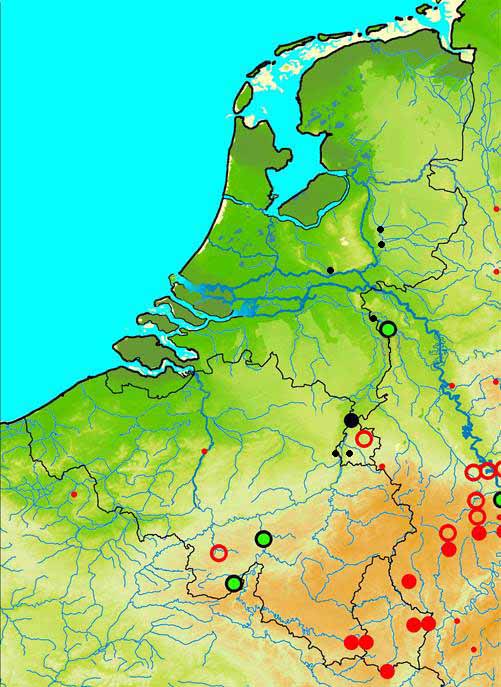 Chrysolina cerealis Jaap Winkelman kaart regenboog Nederland goudhaantjes natuurhistorisch museum 