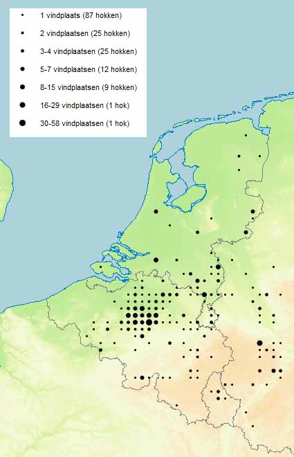 gevlekt wilgenhaantje Bladhaantjes aan de westrand van Brussel