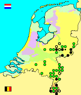 Gonioctena decemnotata wilgenhaantje