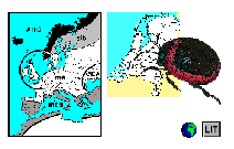  H O M E Goudhaantjes Bladkevers Nederlandse Kevers jaap winkelman Entomologische Tabel