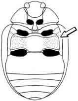 Neophaedon pyritosus