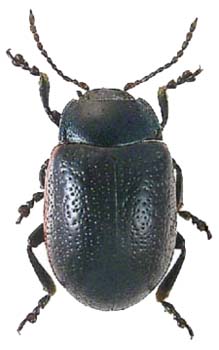 Chrysolina interstincta