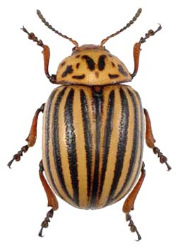Coloradokever - Leptinotarsa